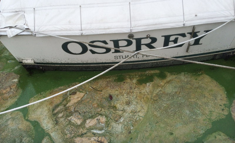 Algae-covered water in Stuart, Fl. on June 30th. Image: Terry Spencer/AP